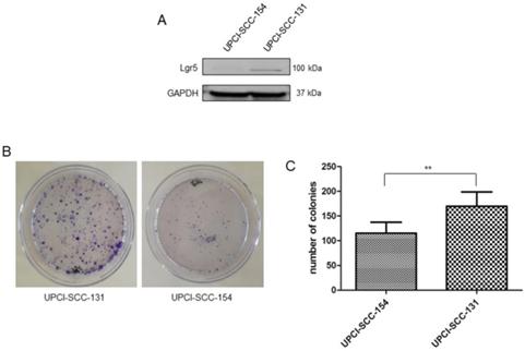 Int J Med Sci Image