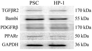 Int J Med Sci Image