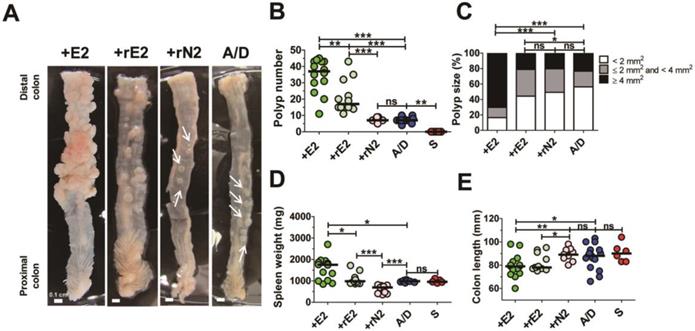 Int J Med Sci Image