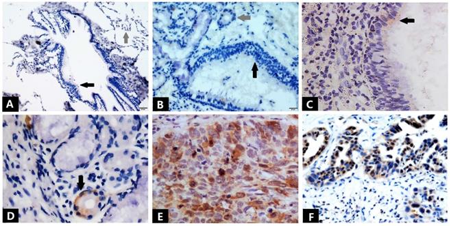 Int J Med Sci Image