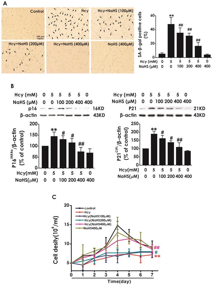 Int J Med Sci Image