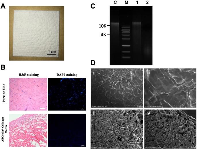 Int J Med Sci Image