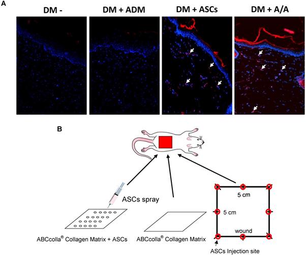 Int J Med Sci Image