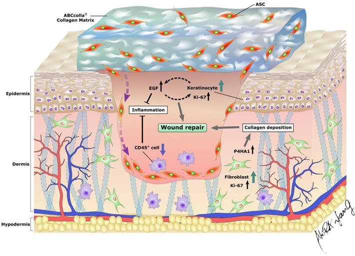 Int J Med Sci Image