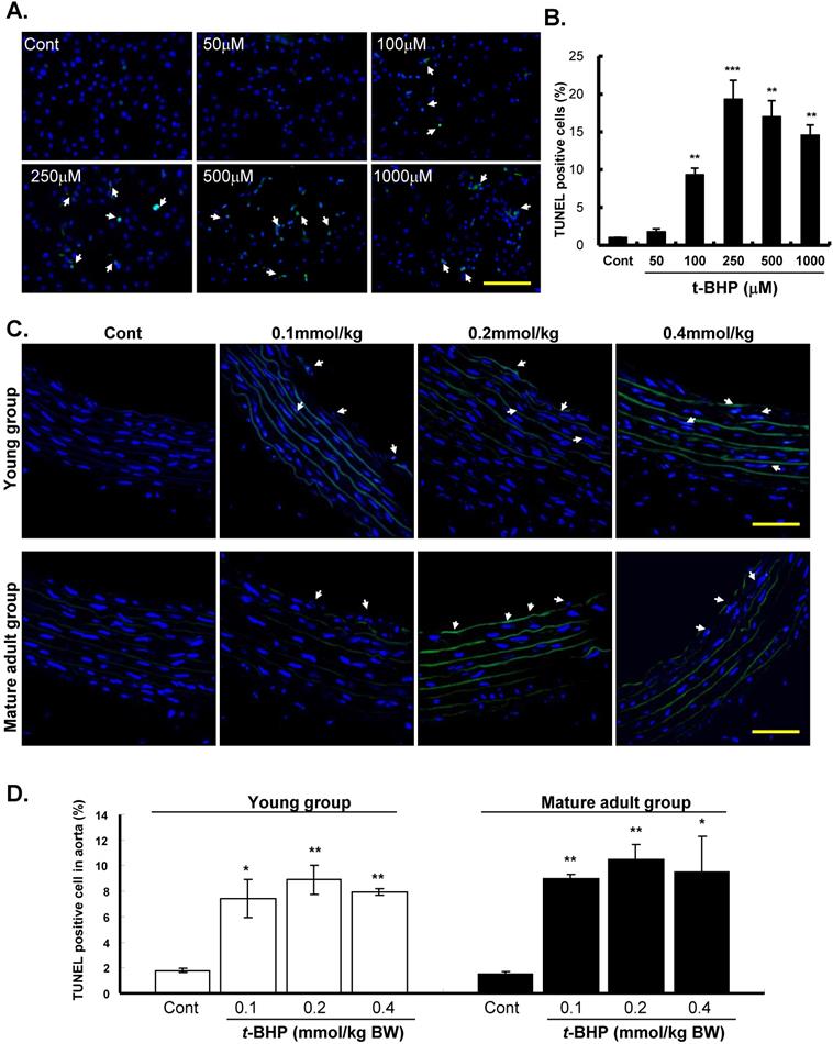 Int J Med Sci Image