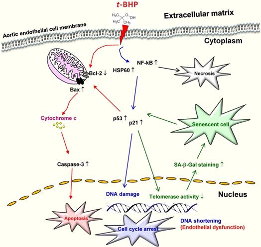 Int J Med Sci Image