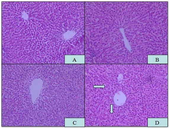 Int J Med Sci Image