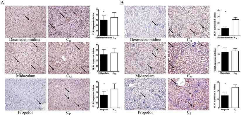 Int J Med Sci Image