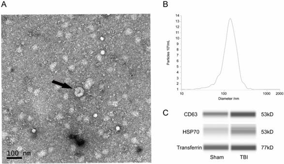 Int J Med Sci Image