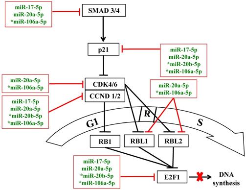 Int J Med Sci Image