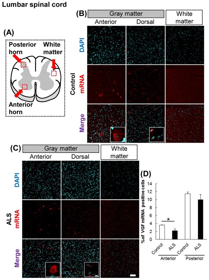 Int J Med Sci Image