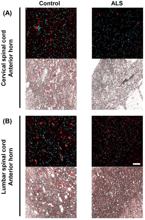 Int J Med Sci Image