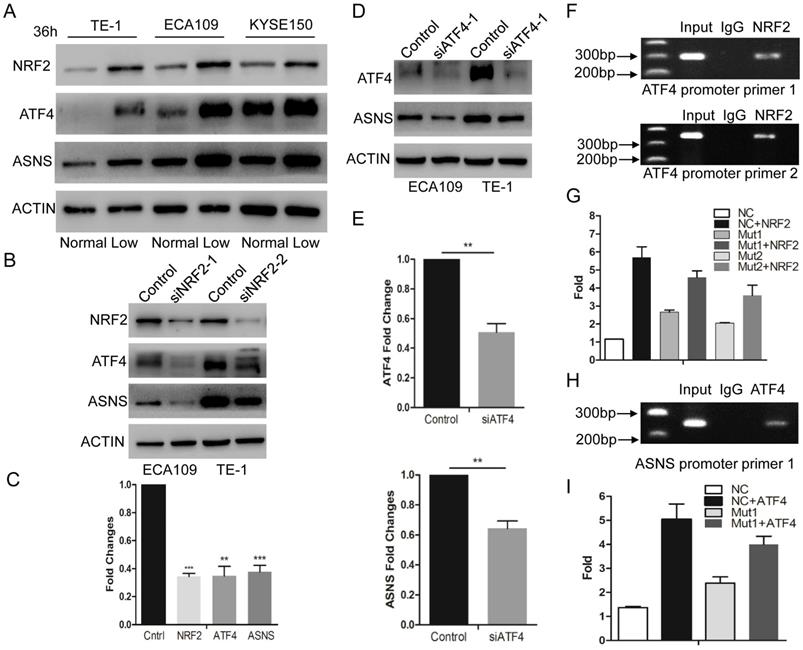 Int J Med Sci Image