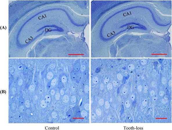 Int J Med Sci Image