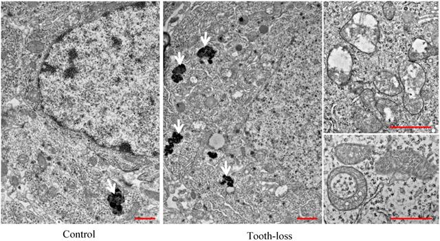 Int J Med Sci Image