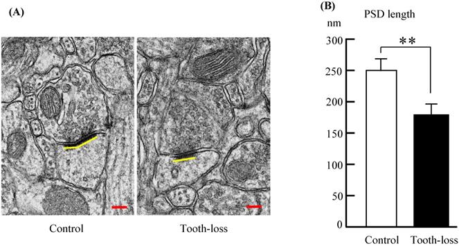 Int J Med Sci Image