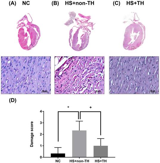 Int J Med Sci Image