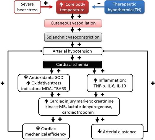 Int J Med Sci Image