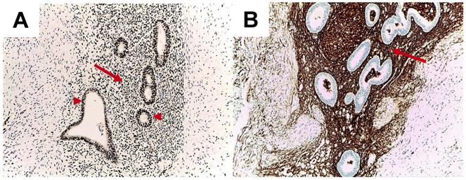 Int J Med Sci Image