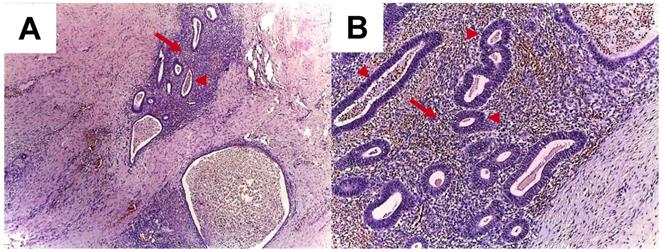 Int J Med Sci Image