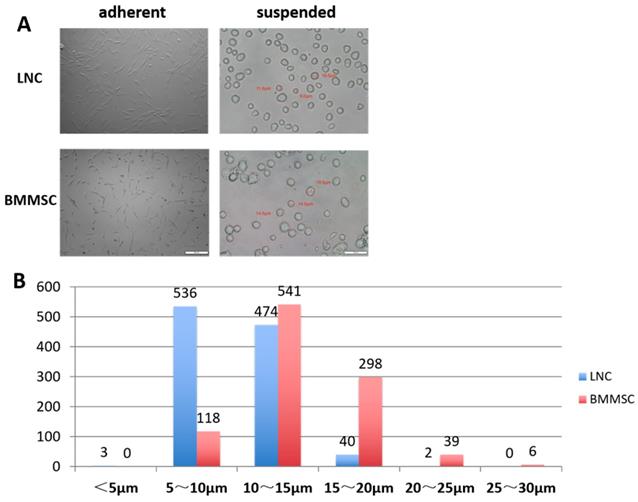 Int J Med Sci Image