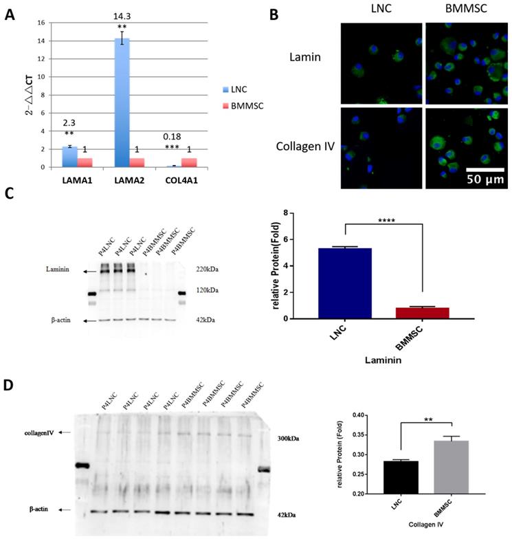 Int J Med Sci Image