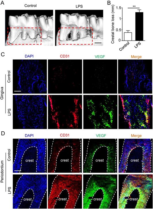 Int J Med Sci Image