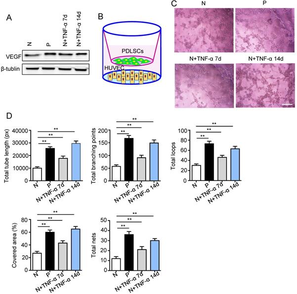 Int J Med Sci Image