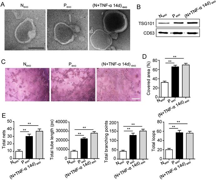 Int J Med Sci Image