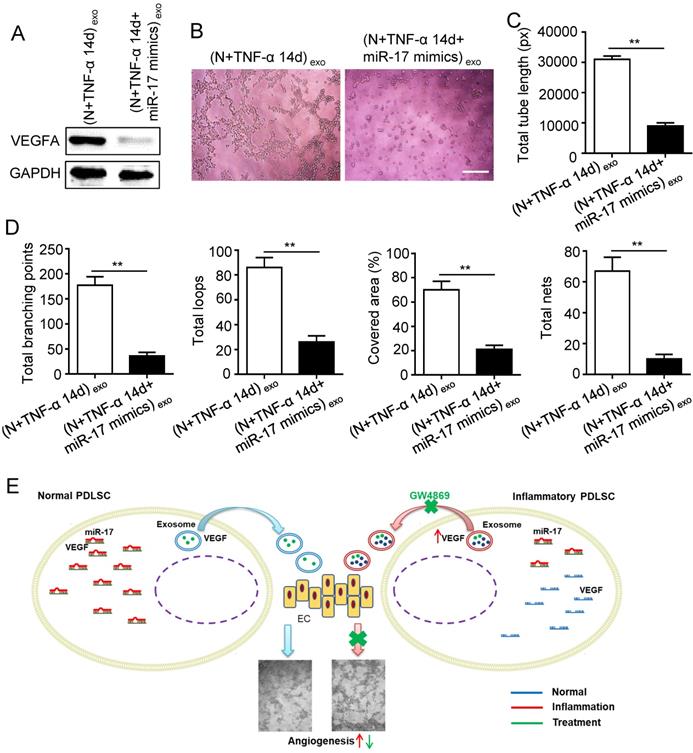 Int J Med Sci Image