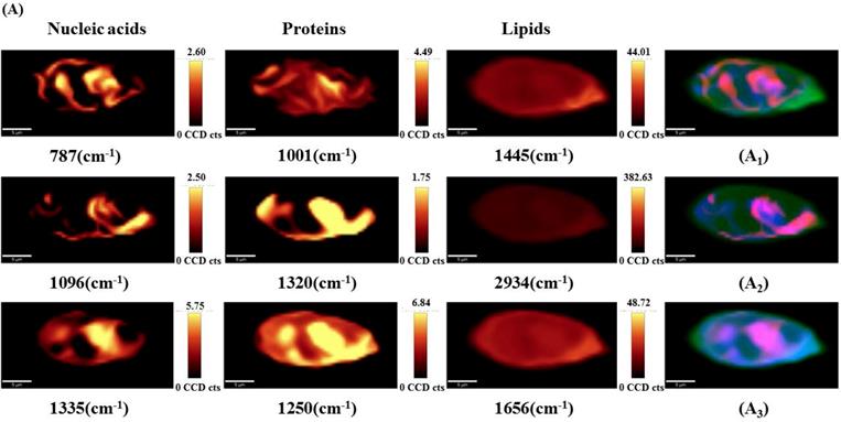 Int J Med Sci Image