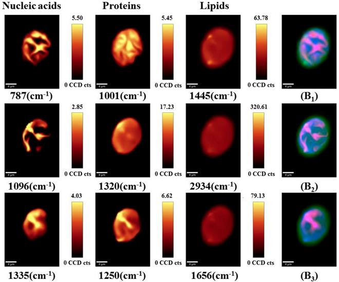 Int J Med Sci Image