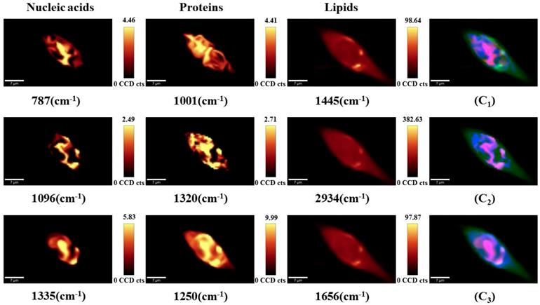 Int J Med Sci Image