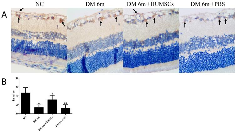 Int J Med Sci Image