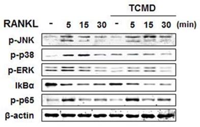 Int J Med Sci Image