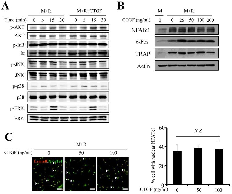 Int J Med Sci Image