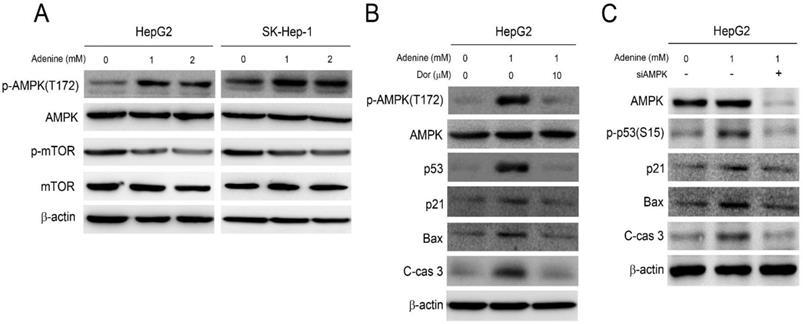 Int J Med Sci Image