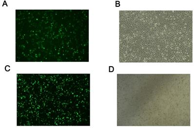 Int J Med Sci Image