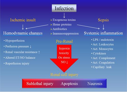 Int J Med Sci Image