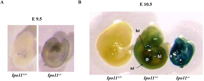 Int J Med Sci Image