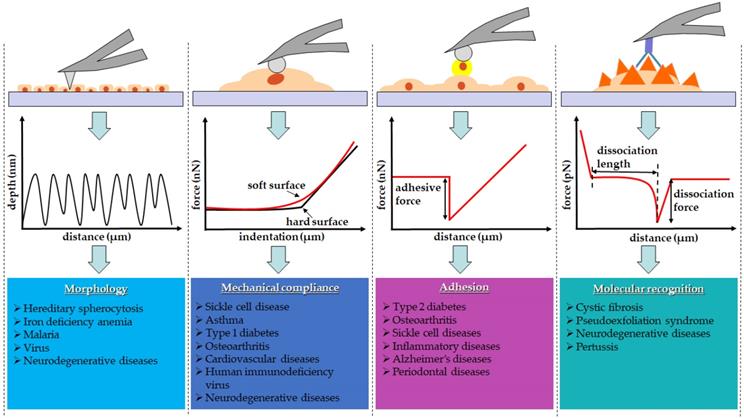 Int J Med Sci Image