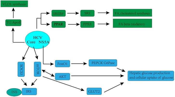 Int J Med Sci Image