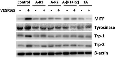 Int J Med Sci Image