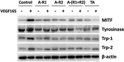 Int J Med Sci Image