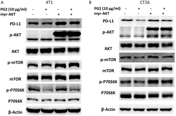 Int J Med Sci Image