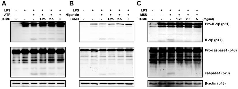 Int J Med Sci Image