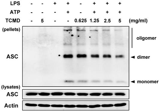 Int J Med Sci Image