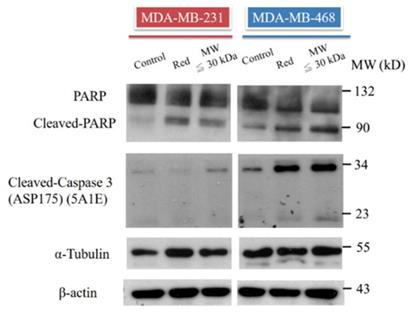 Int J Med Sci Image