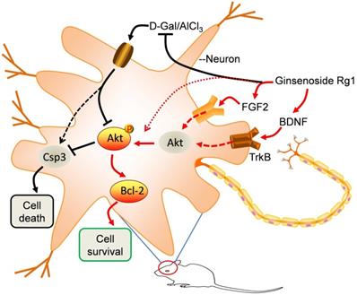 Int J Med Sci Image