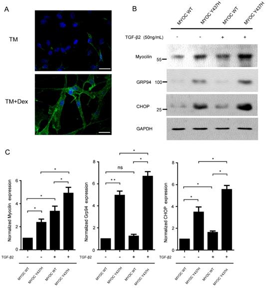 Int J Med Sci Image